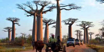 l-allee-des-baobabs-morondava-940-640-6 l-allee-des-baobabs-morondava-940-640-6