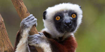 Sifaka Sifaka